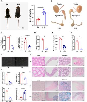 Frontiers Anatomical Transcriptome Atlas Of The Male Mouse